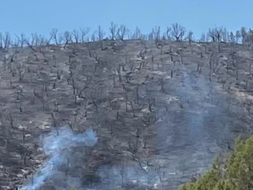 A scorched hillside in the Cottonwood Fire near Rulison, CO.