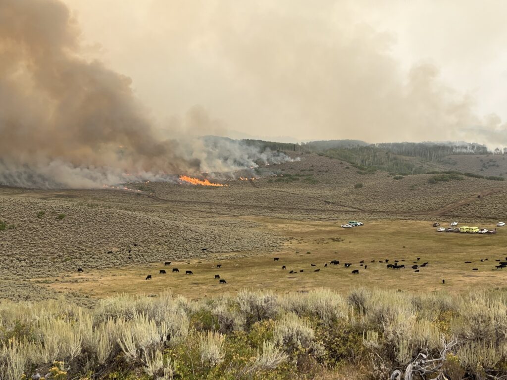 Cows grazing in the foreground with staged fire engines while the Derby Fire burns across the foothills in the background.